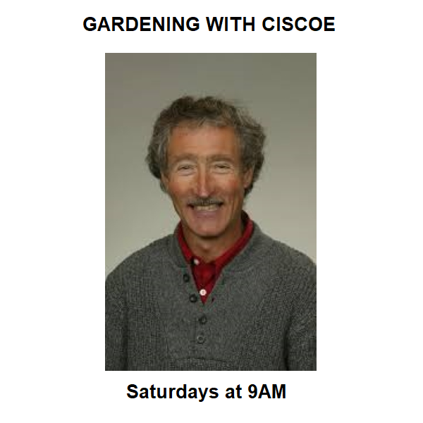 A small logo depicting the news story GARDENING WITH CISCOE