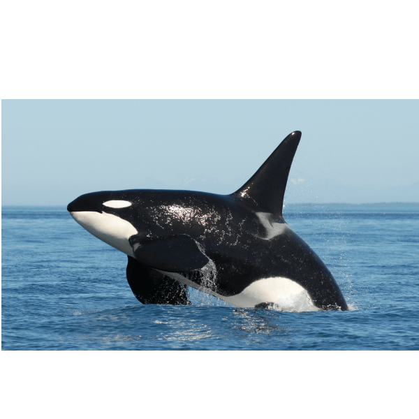 A small logo depicting the news story STRANDED ORCA SWIMS TO FREEDOM 